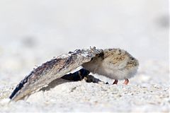 Least Tern